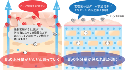 B-NASでバリア機能を高める