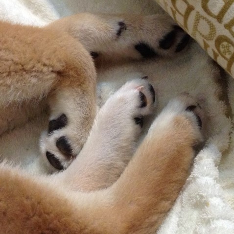 足拭き