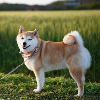 散歩中に