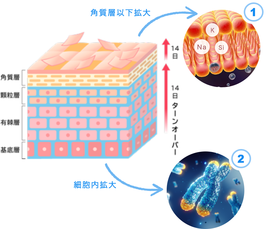化粧品への応用